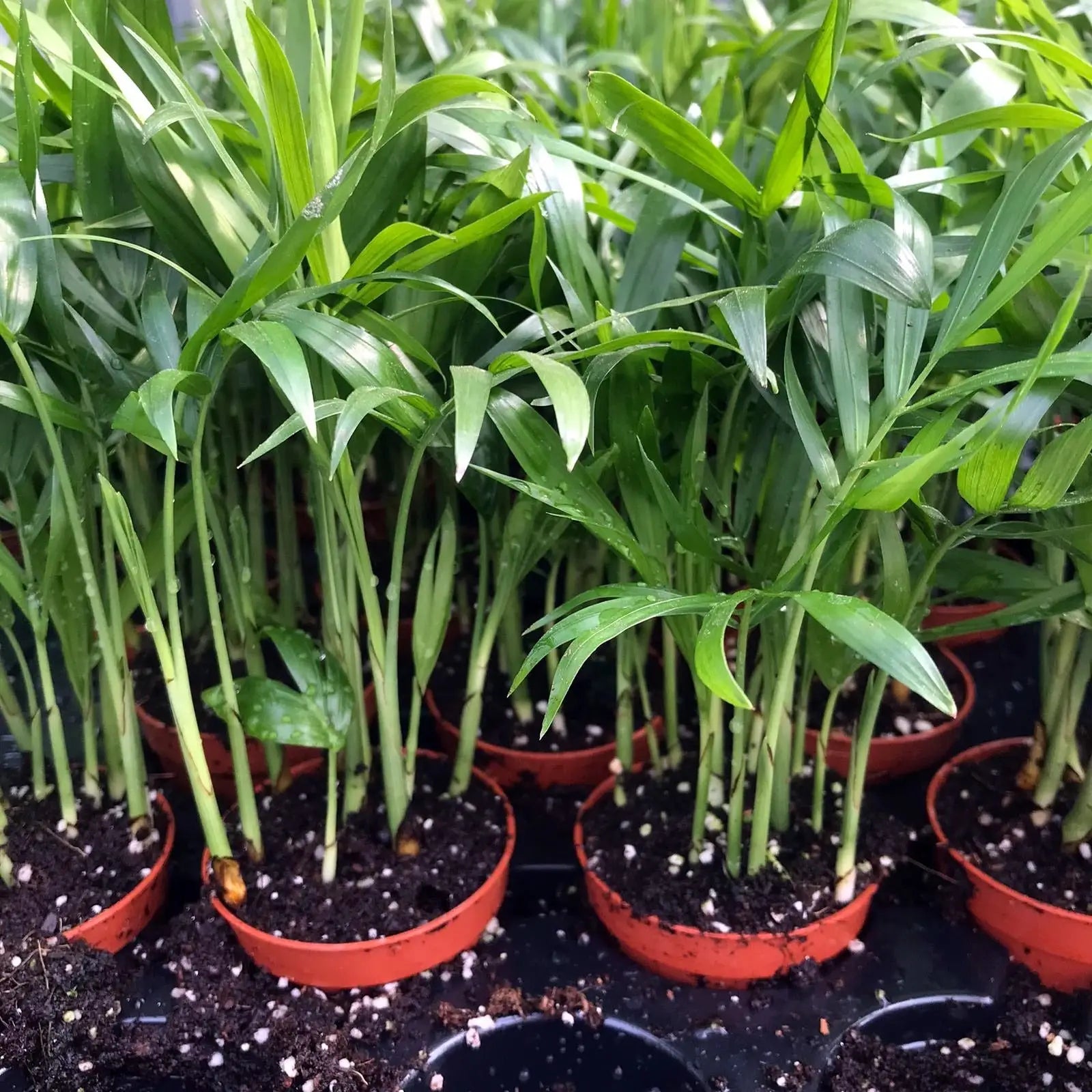 Buy Parlour Palm (Chamaedorea elegans) online
