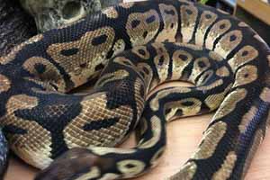 ball python: ball python (python regius) Images High... Animals at Northampton Reptile & Fish Centre