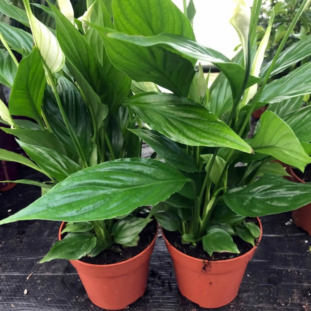 Buy Peace Lily (Spathiphyllum sp.) (PPL266L) Online at £7.59 from Reptile Centre