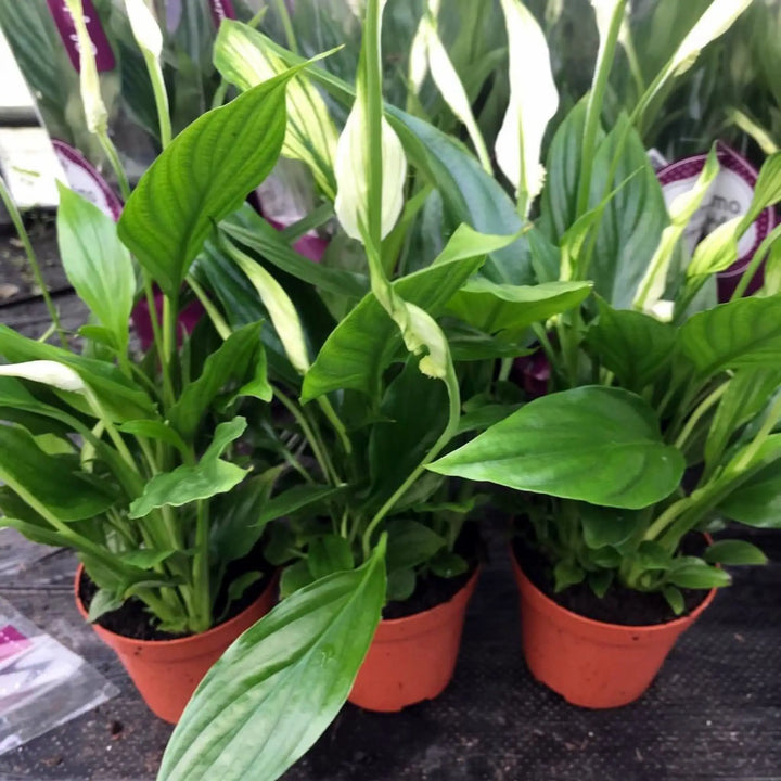 Buy Peace Lily (Spathiphyllum sp.) (PPL266M) Online at £6.64 from Reptile Centre