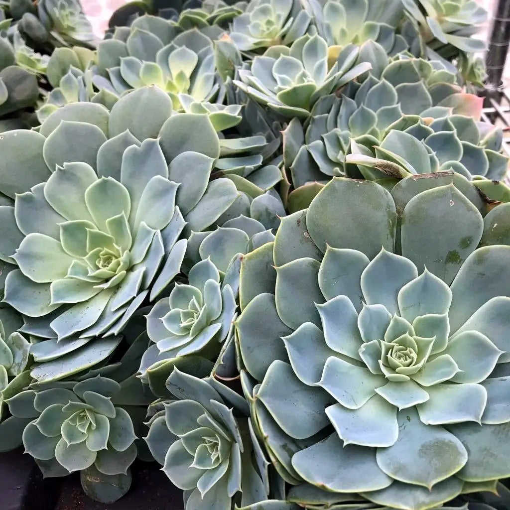Buy Peacock Echeveria (Echeveria peacockii) online