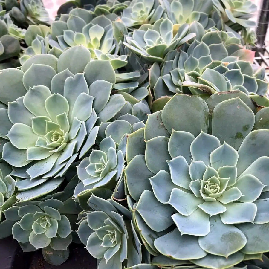 Buy Peacock Echeveria (Echeveria peacockii) (PPL043) Online at £9.49 from Reptile Centre