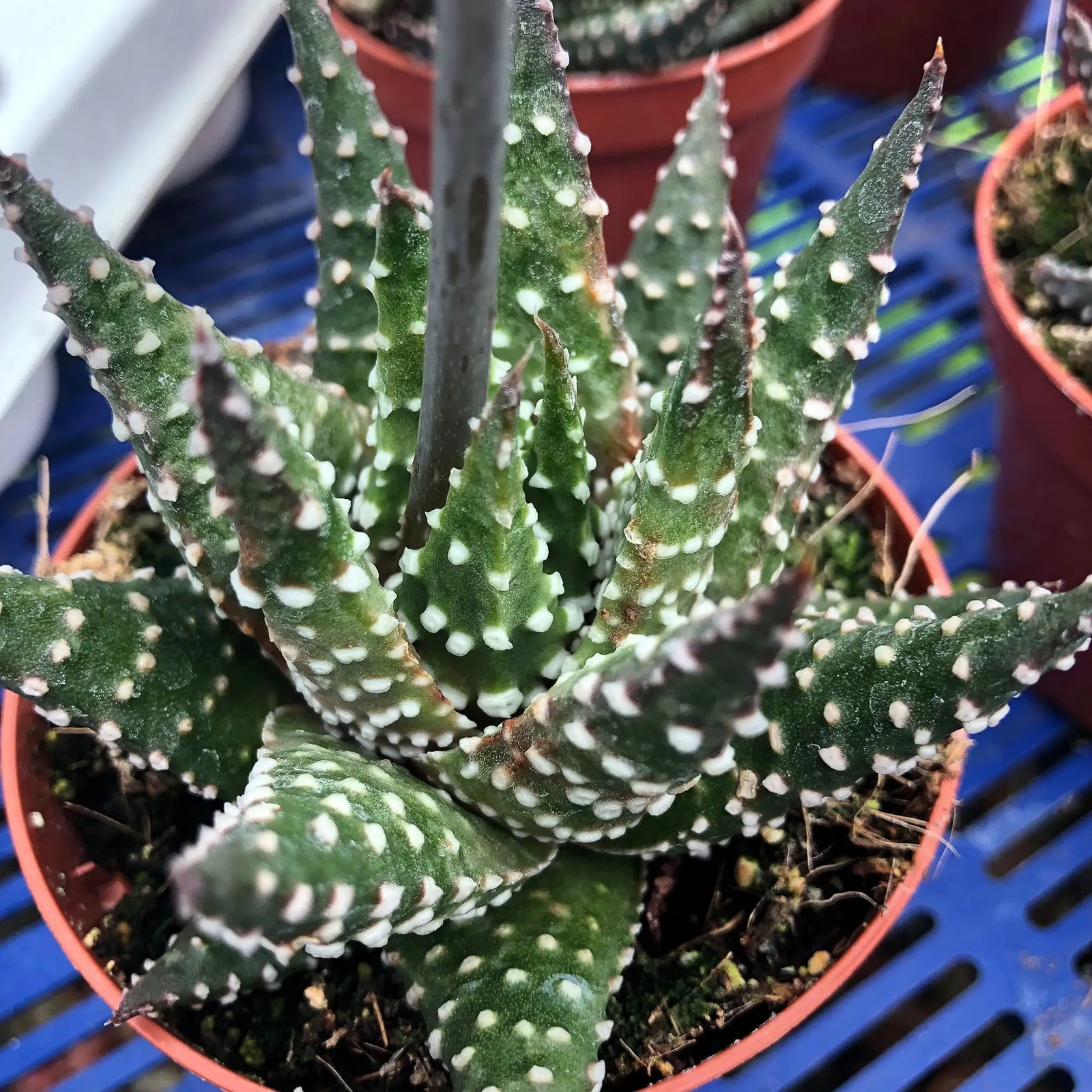 Buy Pearl Plant (Haworthia margaritifera) online