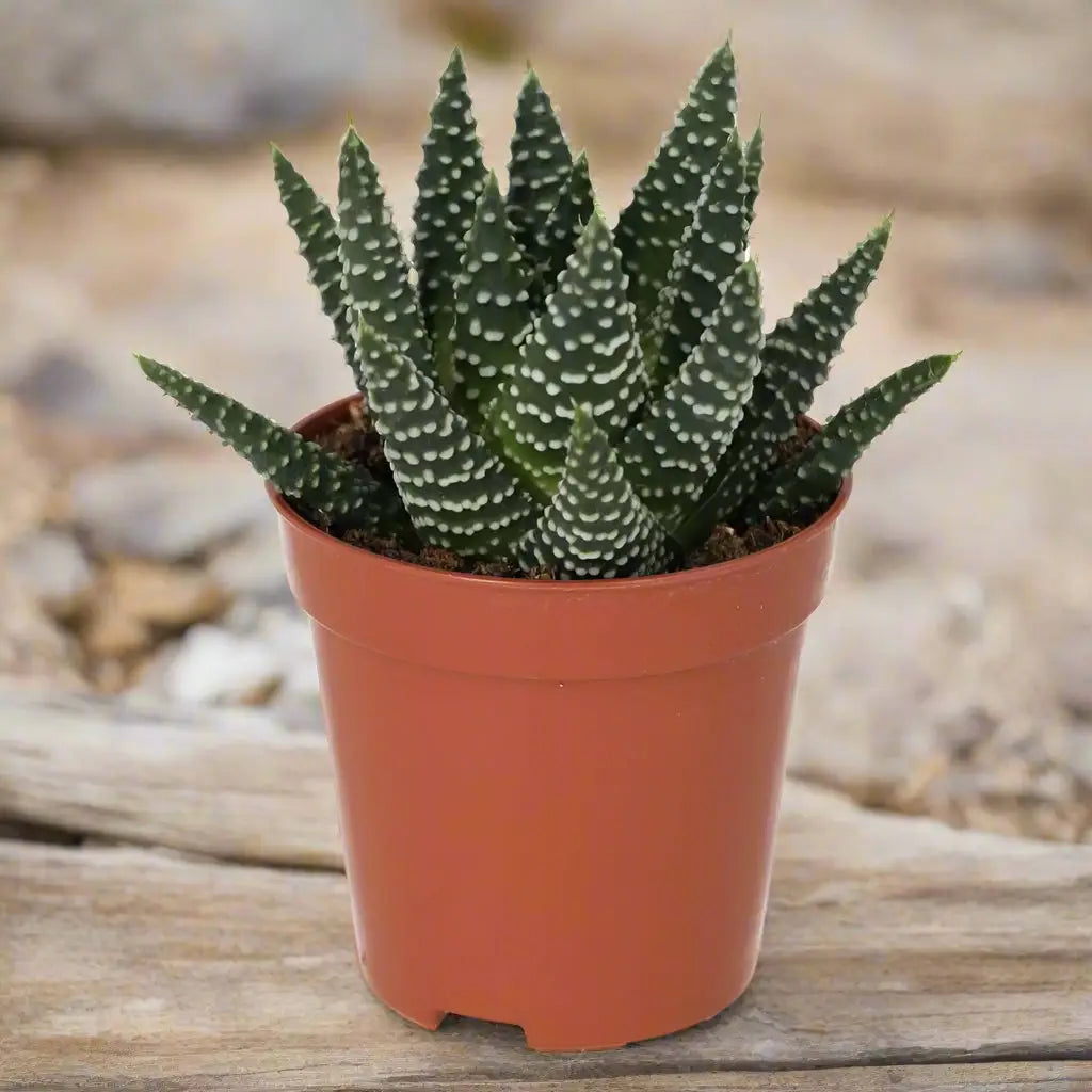 Buy Pearl Plant (Haworthia margaritifera) online
