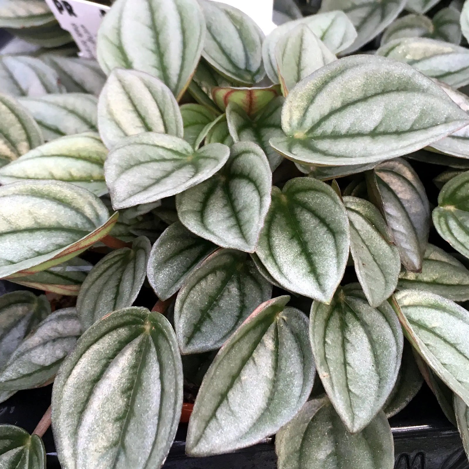 Buy Peperomia 'Napoli Nights' (Peperomia sp.) online