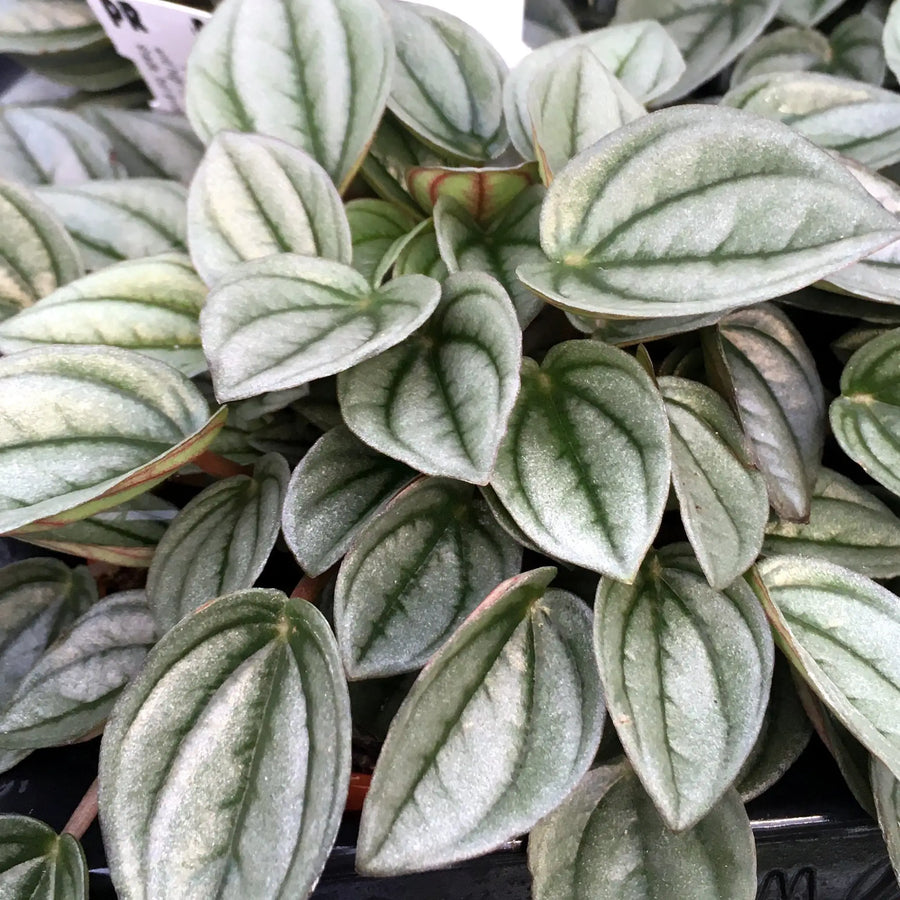 Buy Peperomia 'Napoli Nights' (Peperomia sp.) (PPL289) Online at £6.64 from Reptile Centre