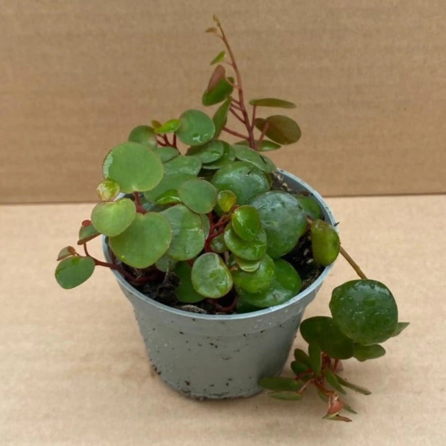 Peperomia ’Pepperspot’ Live Plants