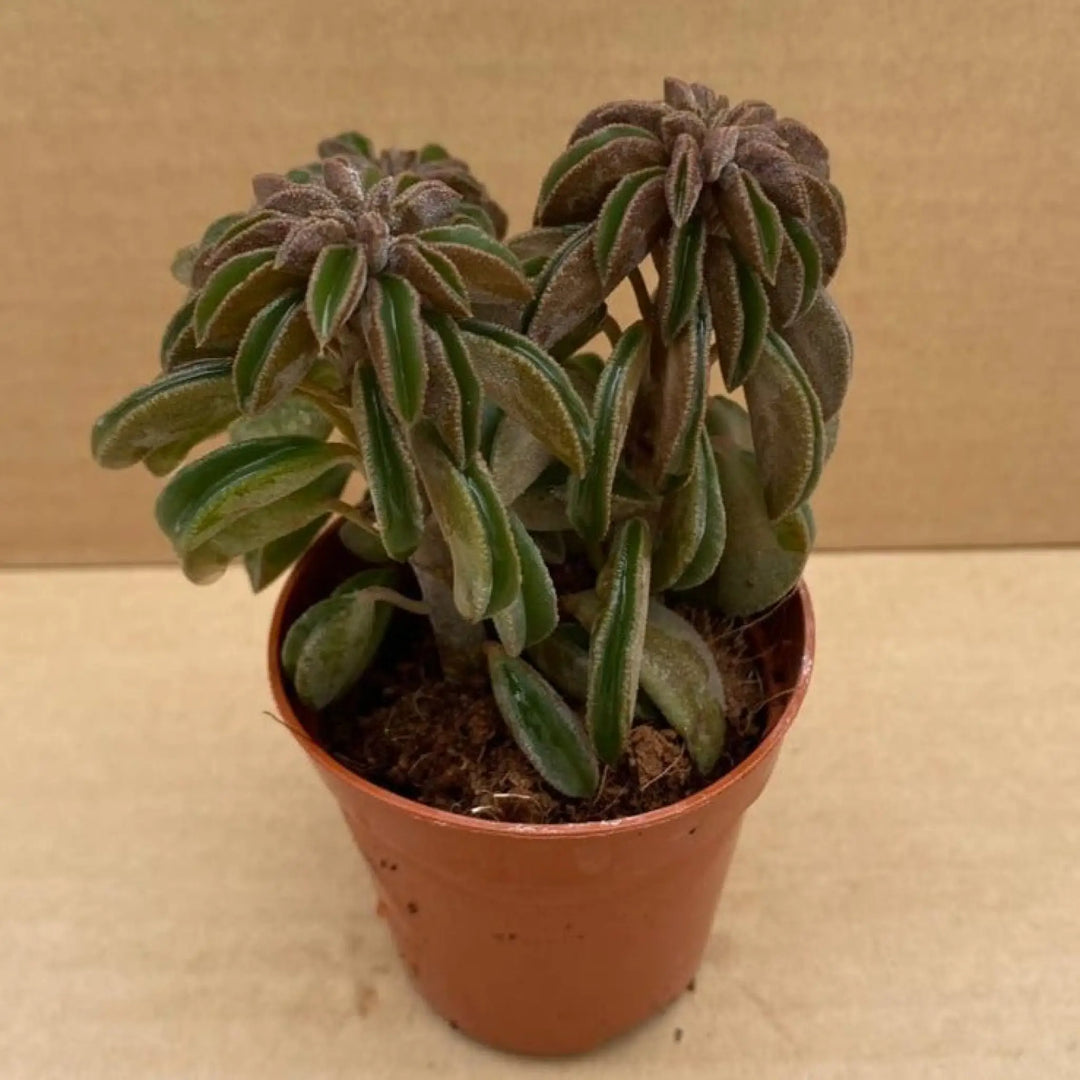 Peperomia ’Silver Spark’ Live Plants