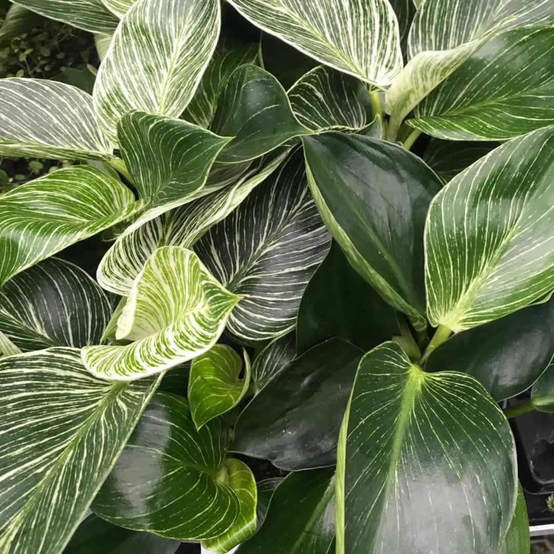 Buy Philodendron 'Birkin' (PPL474L) Online at £18.99 from Reptile Centre