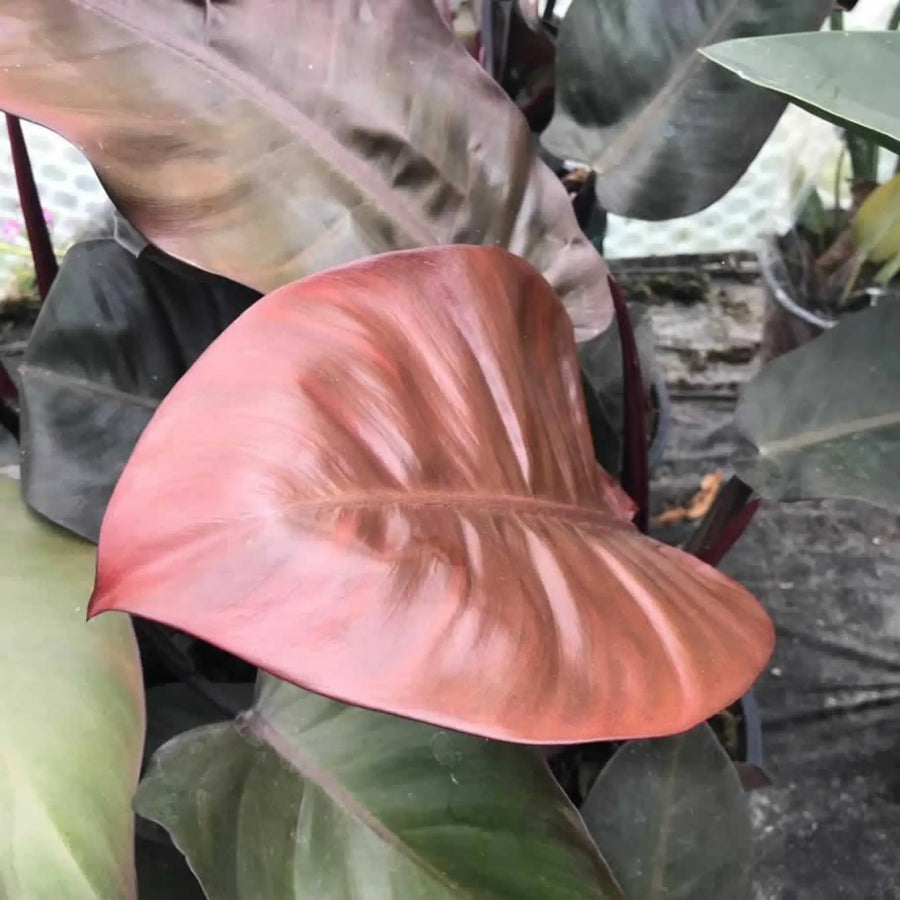 Buy Philodendron 'Black Cardinal' (PPL503XL) Online at £66.49 from Reptile Centre