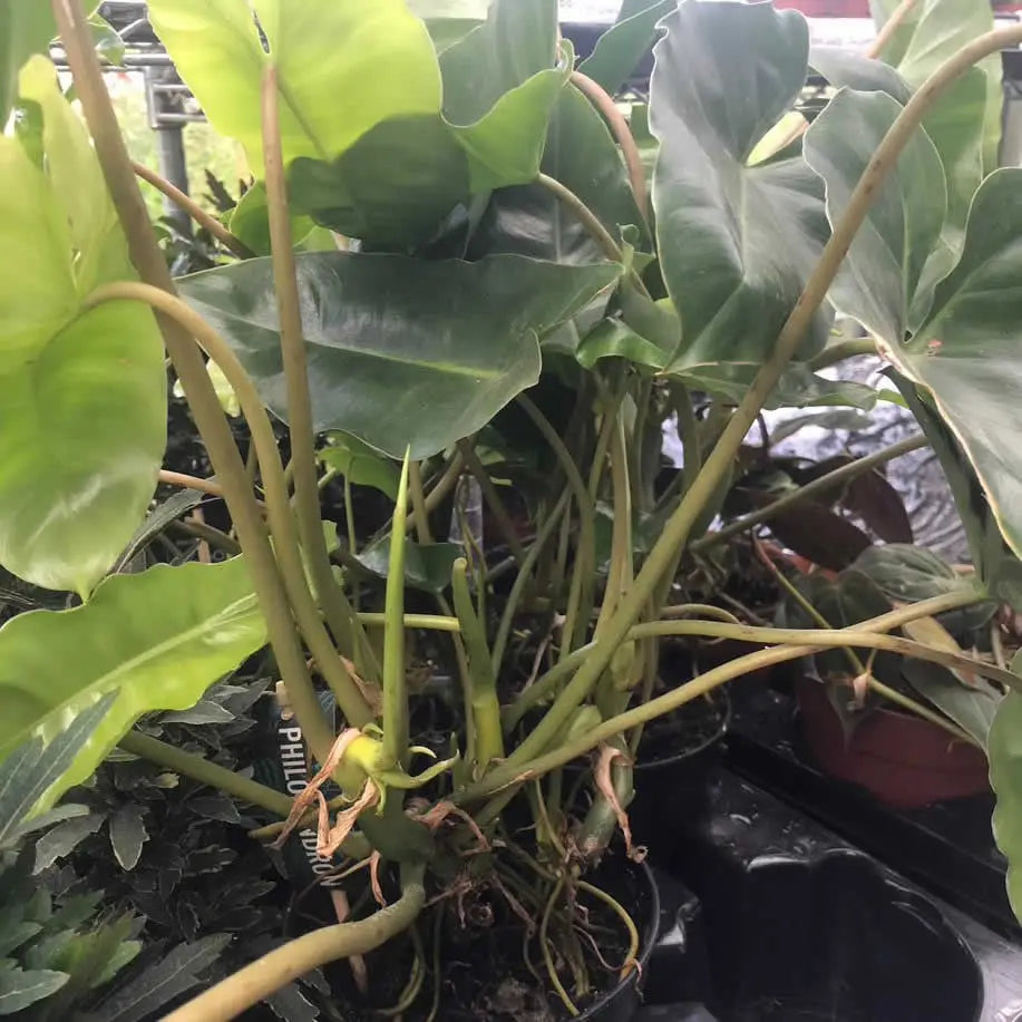 Buy Philodendron Burle Marx (Philodendron burle-marx) online