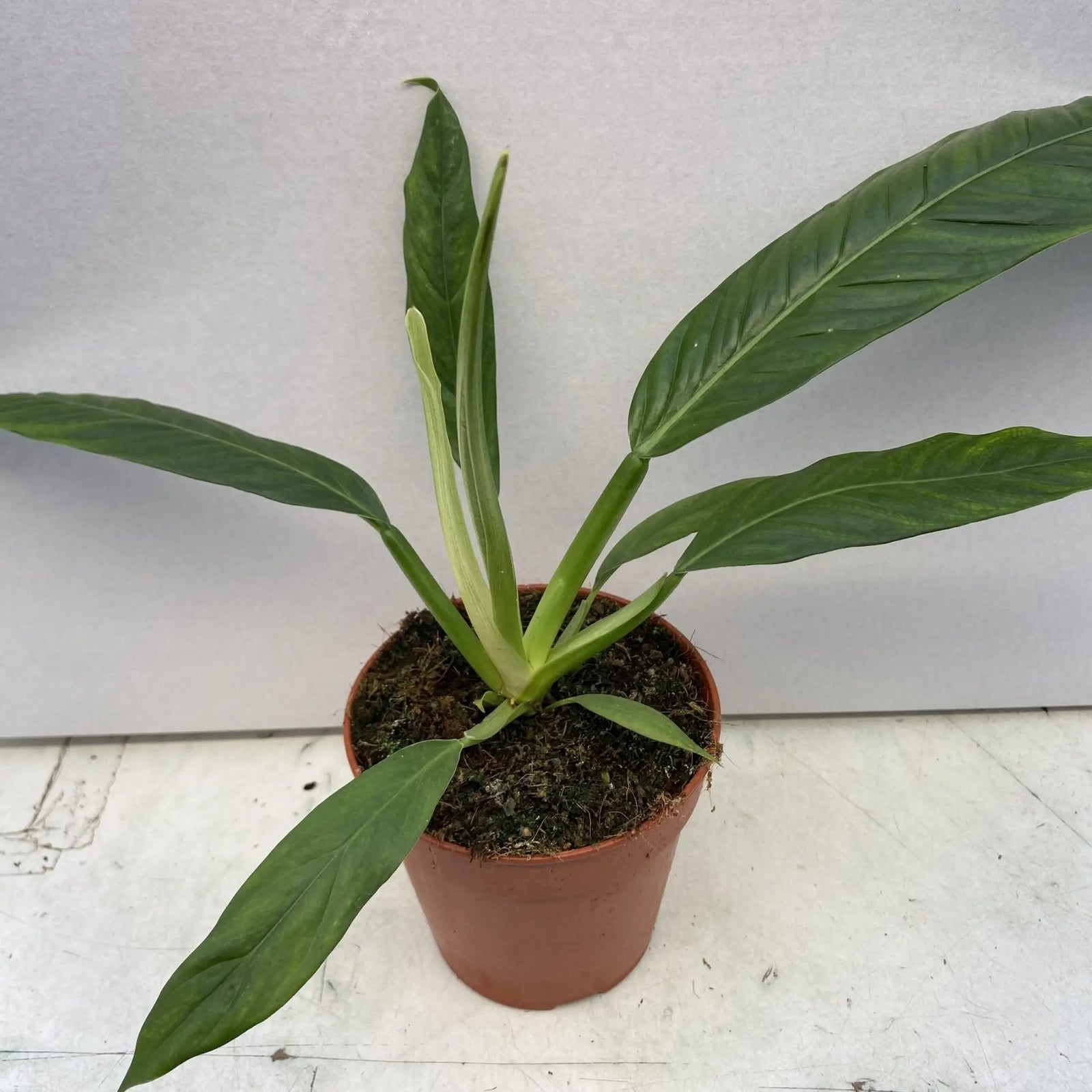 Buy Philodendron campii online