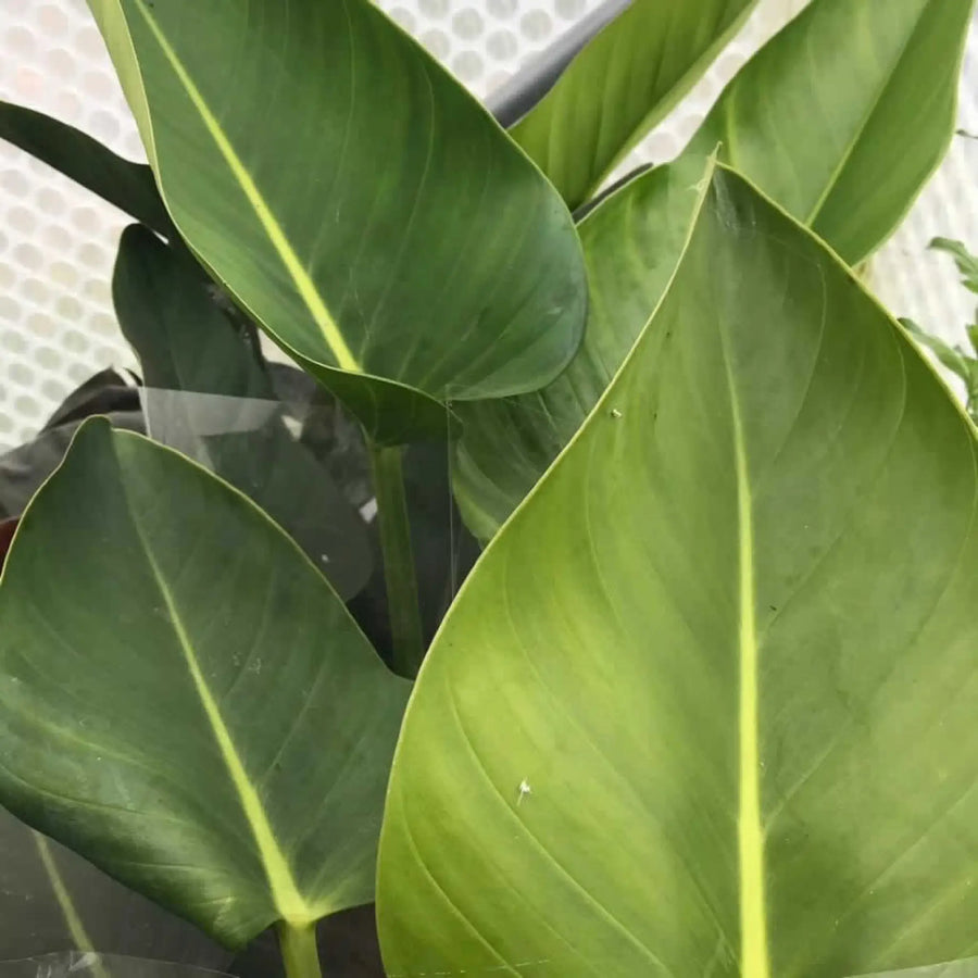 Buy Philodendron 'Congo' (PPL494XL) Online at £24.69 from Reptile Centre