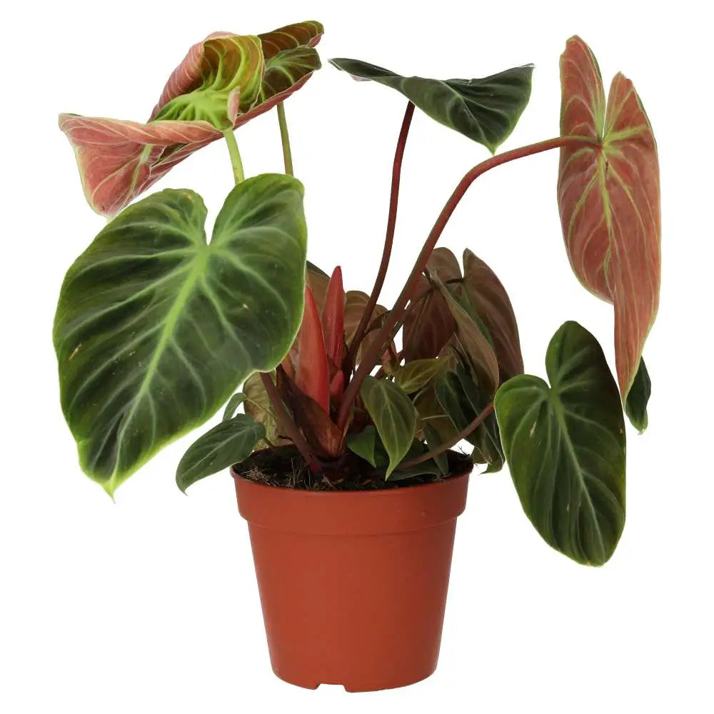 Buy Philodendron 'El Choco Red' online