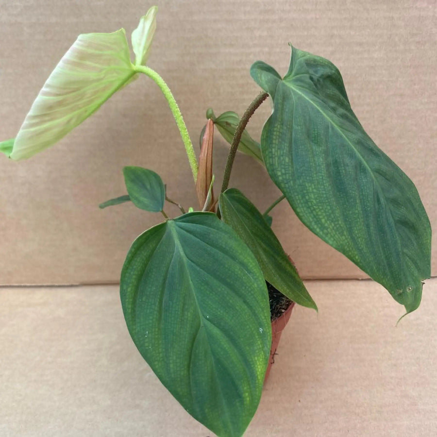 Philodendron ’Fuzzy Petiole’ Live Plants