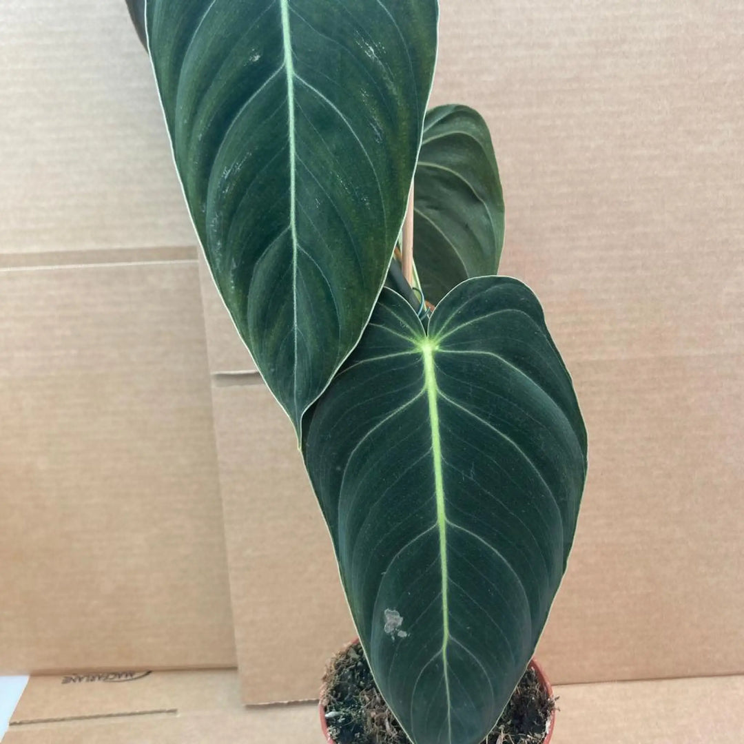 Philodendron Gigas Live Plants