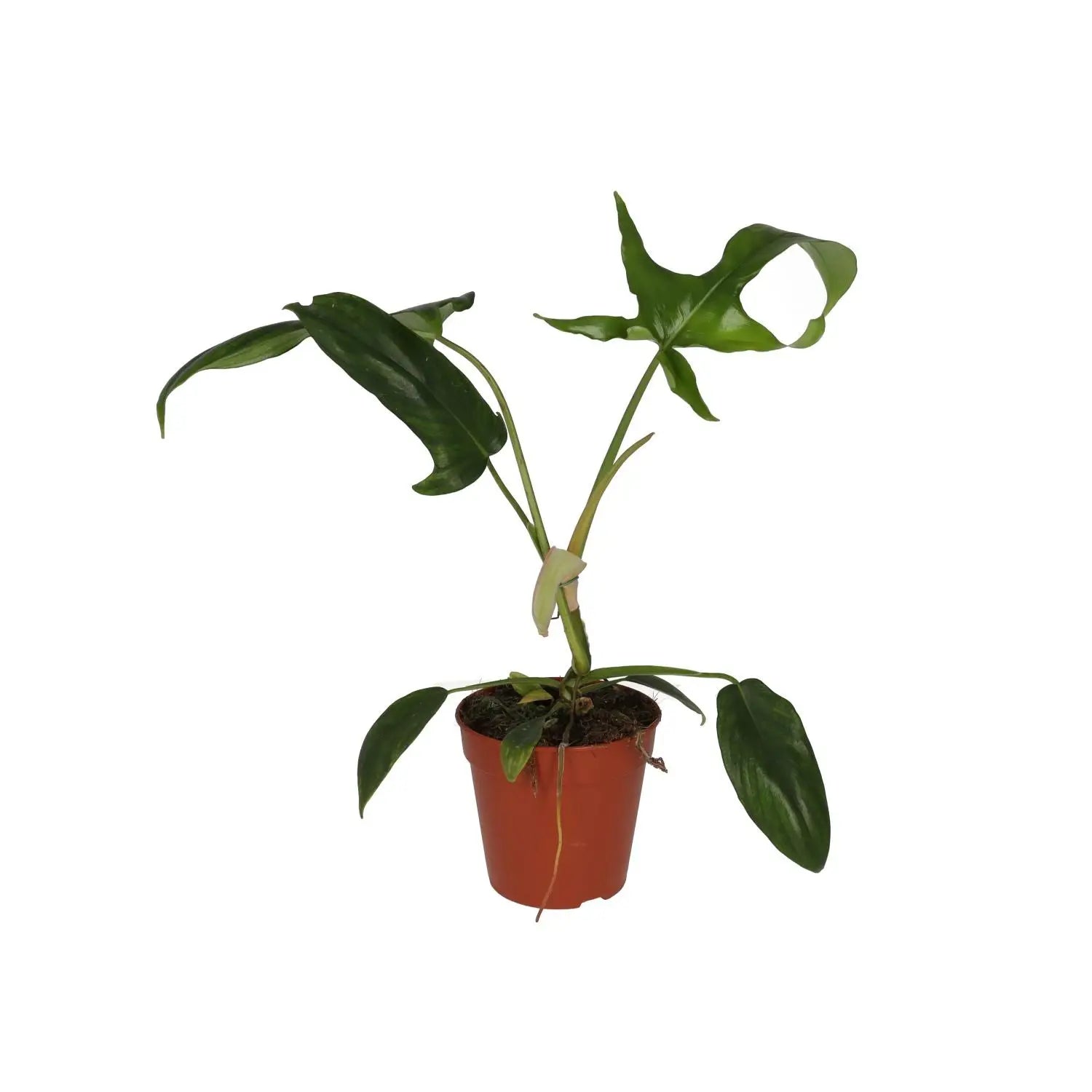 Buy Philodendron 'Glad Hands' (Philodendron pedatum) online