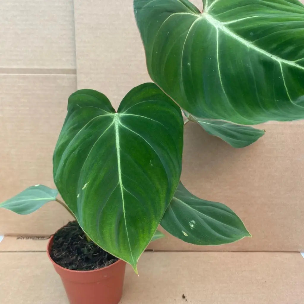 Buy Philodendron gloriosum online