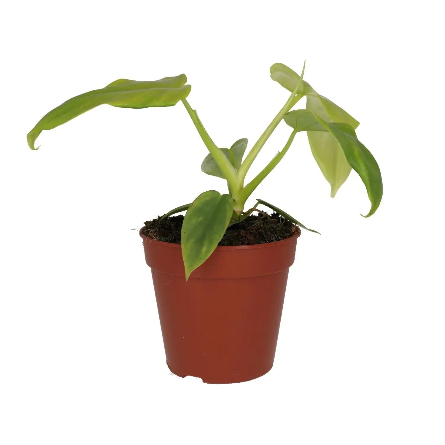 Buy Philodendron 'Golden Violin' (Philodendron bipennifolium aurea) online