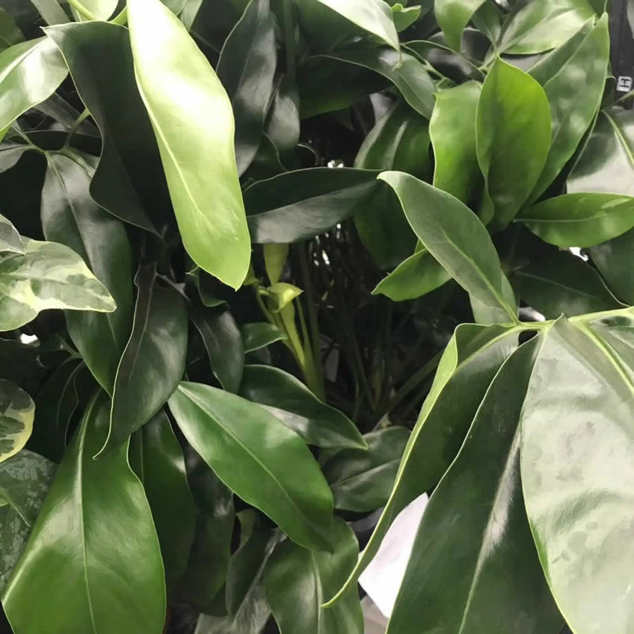Buy Philodendron 'Green' (PPL475L) Online at £18.99 from Reptile Centre