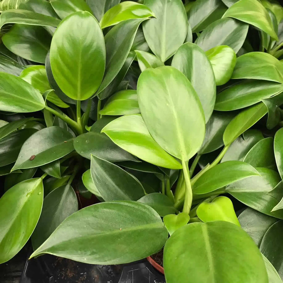 Buy Philodendron 'Green Princess' (PPL491L) Online at £12.34 from Reptile Centre