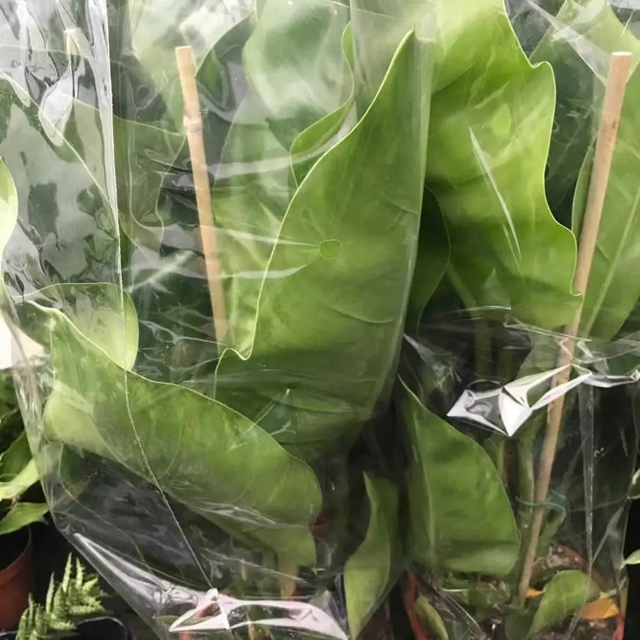 Buy Philodendron 'Imperial Green' online