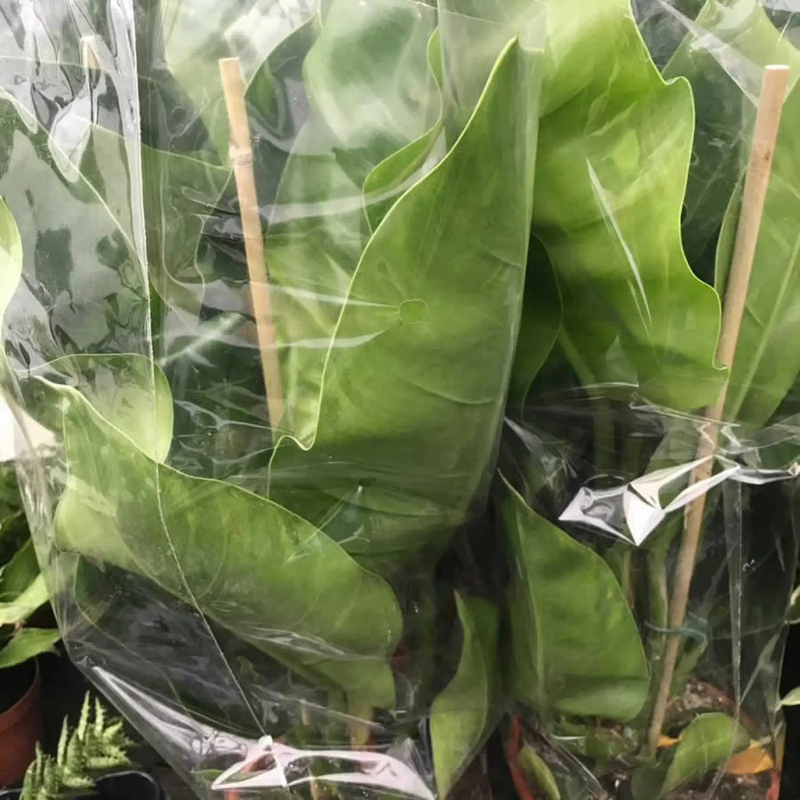 Buy Philodendron 'Imperial Green' (PPL476XL) Online at £18.99 from Reptile Centre