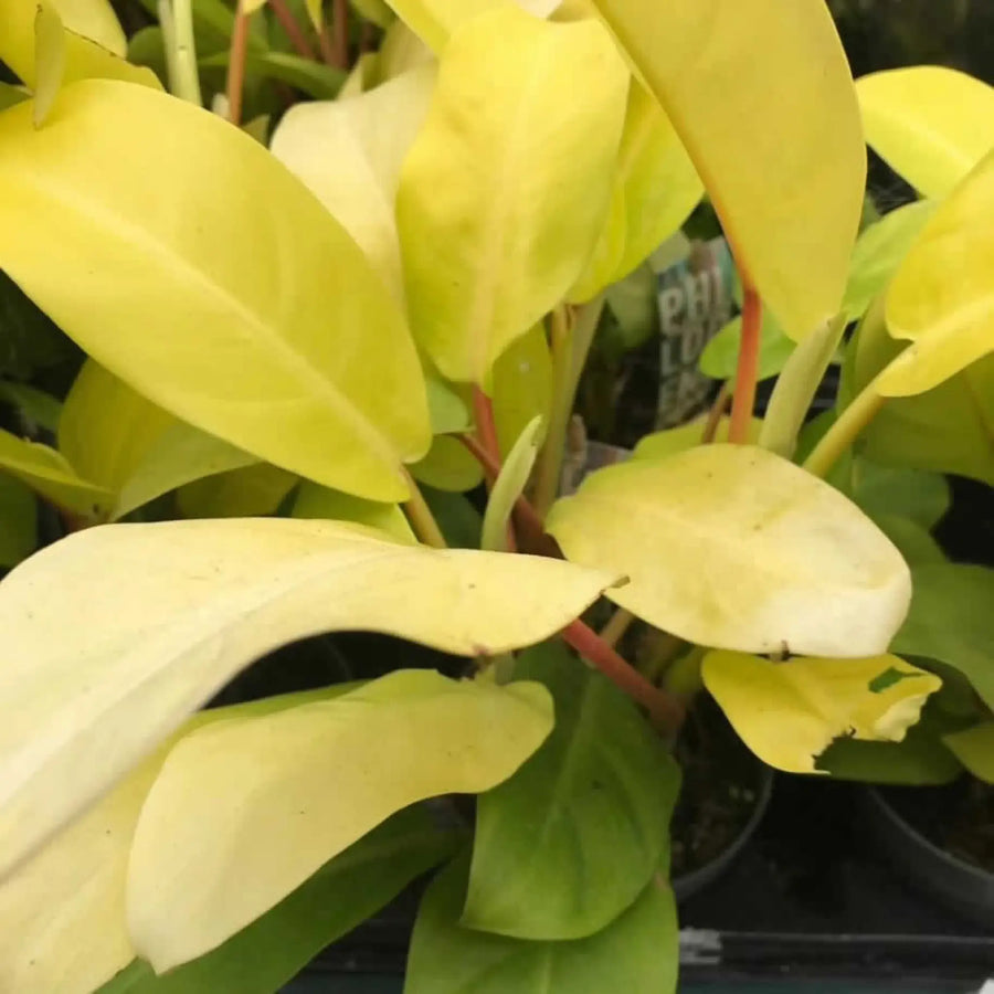 Buy Philodendron 'Malay Gold' (PPL473L) Online at £14.24 from Reptile Centre
