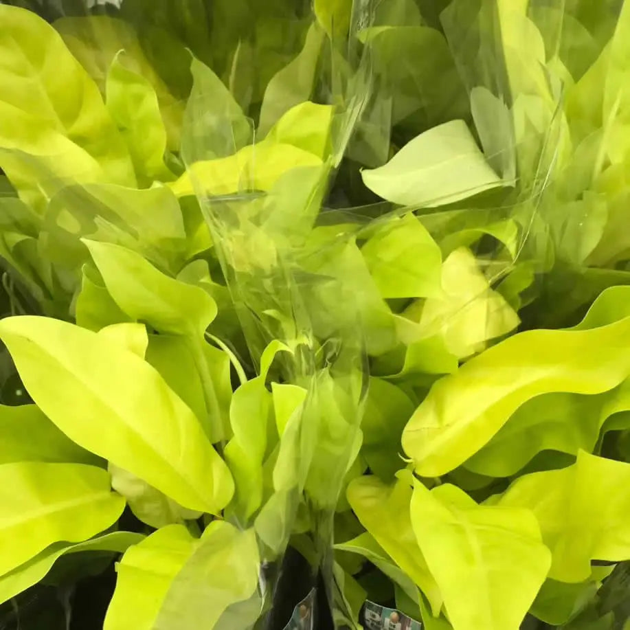 Buy Philodendron 'Malay Gold' online