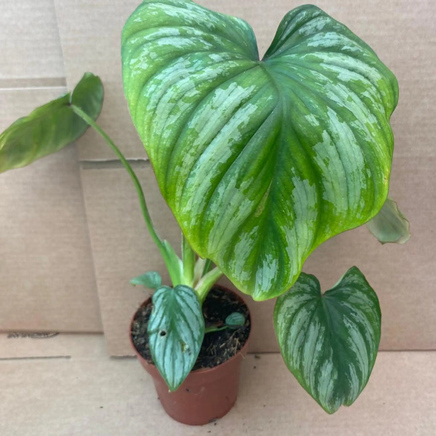Philodendron Mamei Live Plants