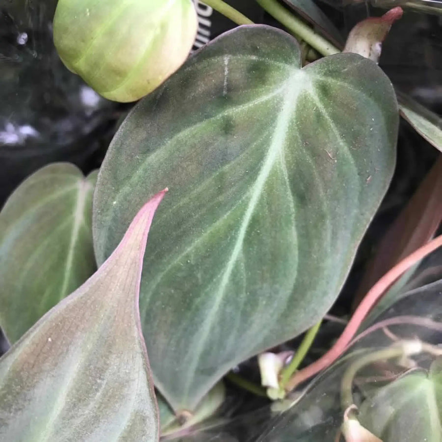 Buy Philodendron Micans (Philodendron hederaceum) (PPL495L) Online at £9.49 from Reptile Centre
