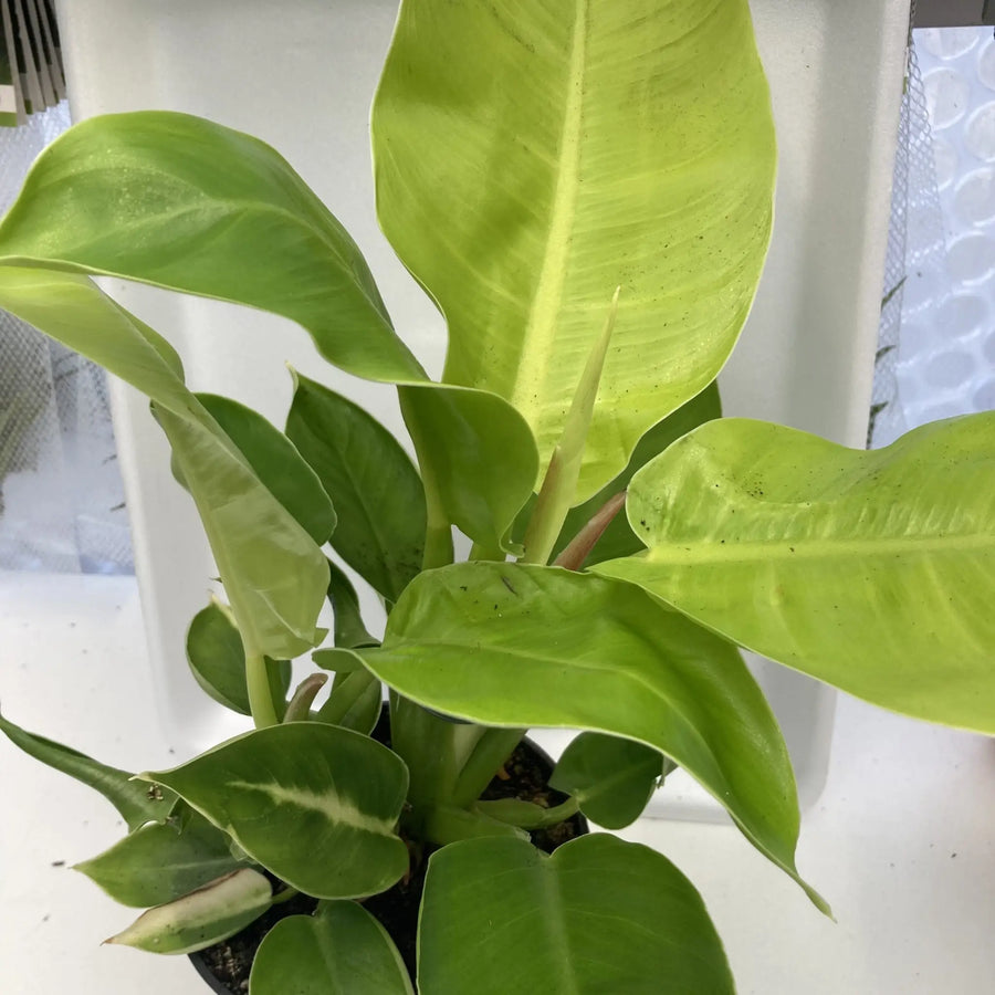 Philodendron 'Moonshine'