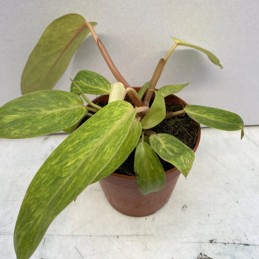 Philodendron (Philodendron ’Painted Lady’) X - Large Live Plants