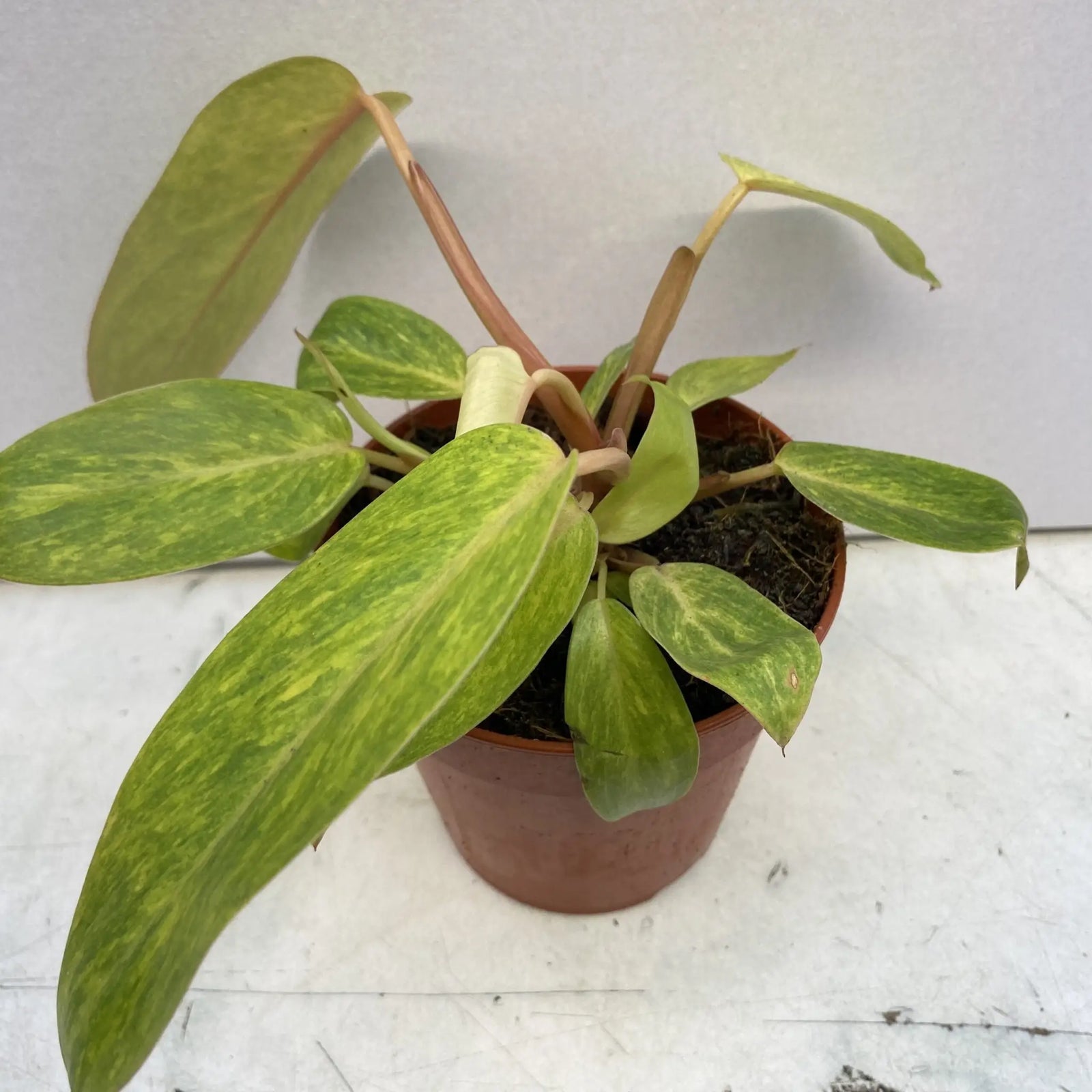 Buy Philodendron (Philodendron 'Painted Lady') online