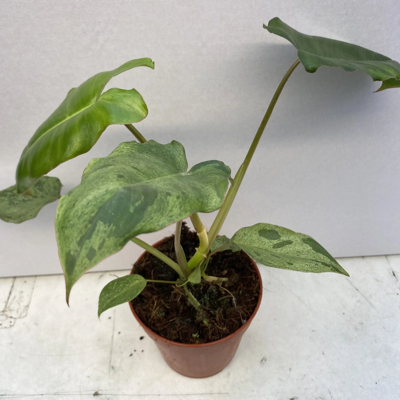 Buy Philodendron 'Paraiso Verde' online