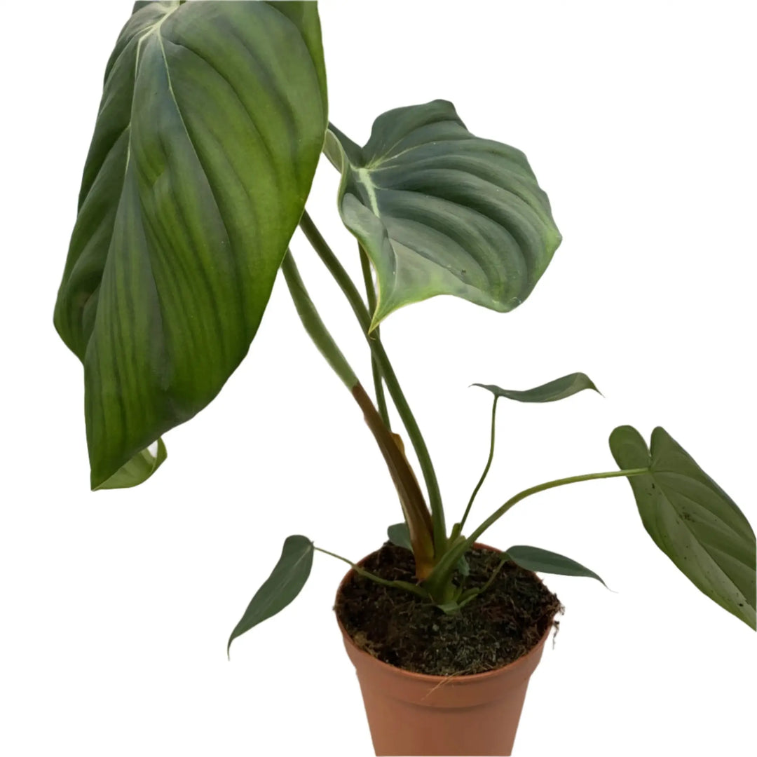 Buy Philodendron pastazanum online