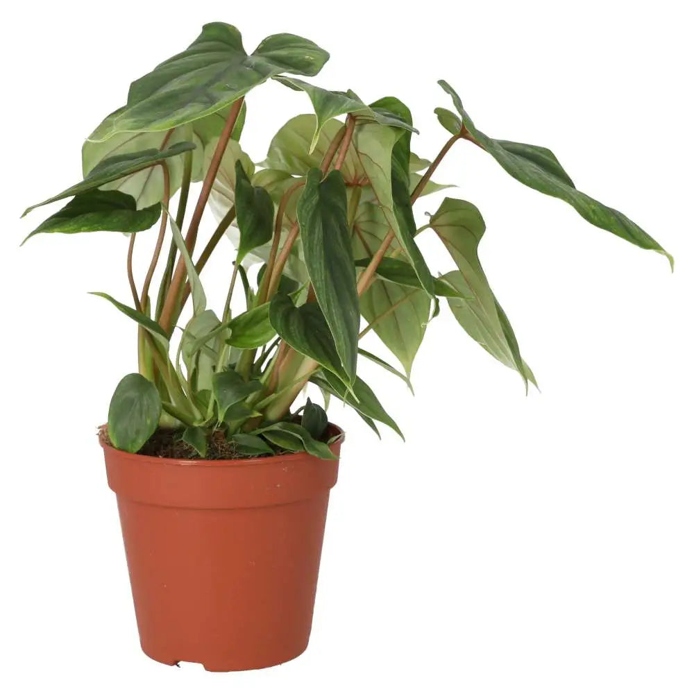 Buy Philodendron plowmanii online
