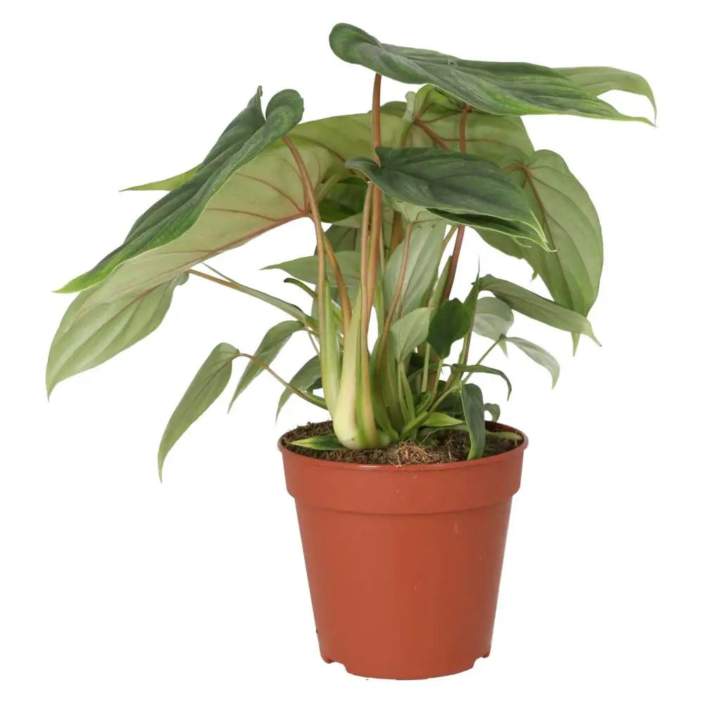 Buy Philodendron plowmanii online
