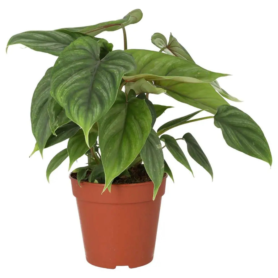 Buy Philodendron plowmanii online
