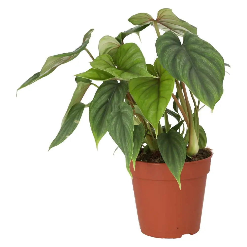 Buy Philodendron plowmanii online
