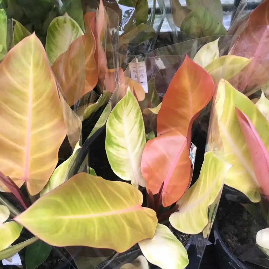 Buy Philodendron &