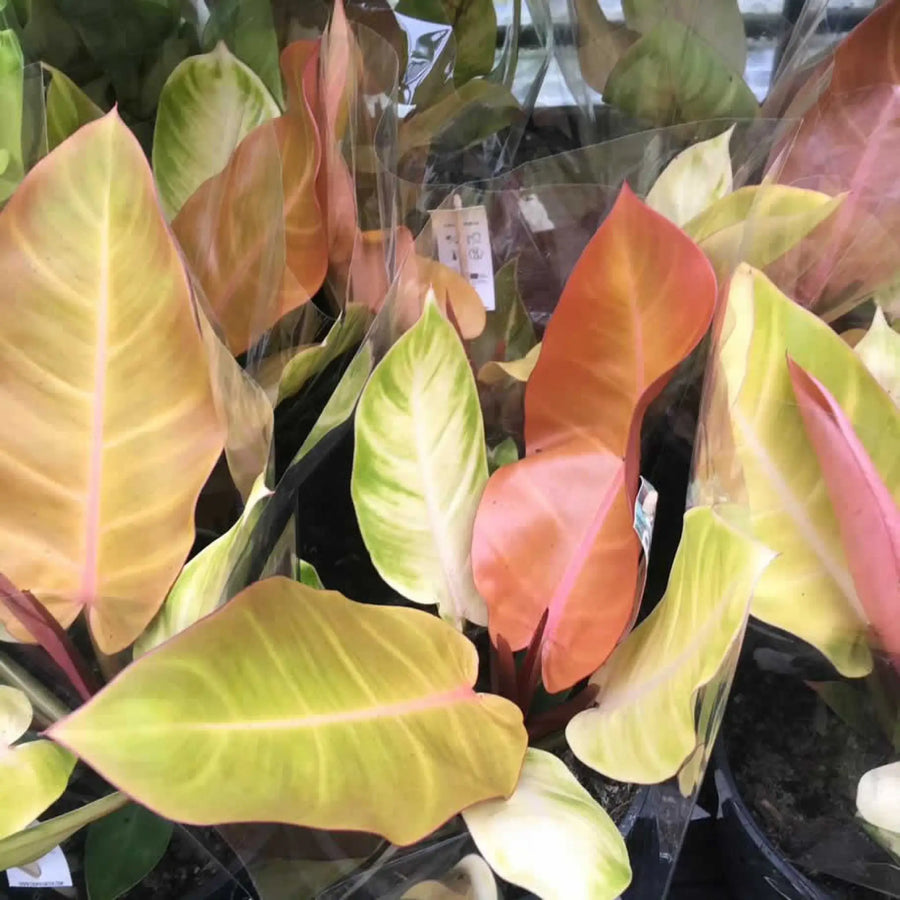 Buy Philodendron 'Prince Orange' (PPL477XL) Online at £66.49 from Reptile Centre