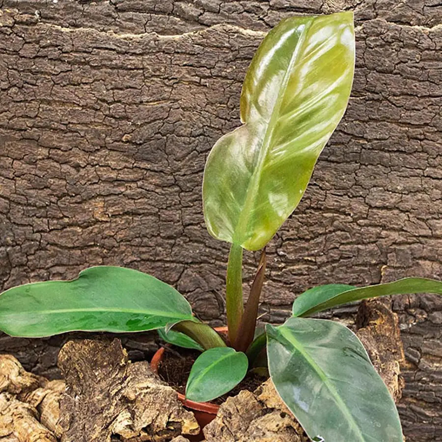 Buy Philodendron 'Red' (Philodendron sp.) online