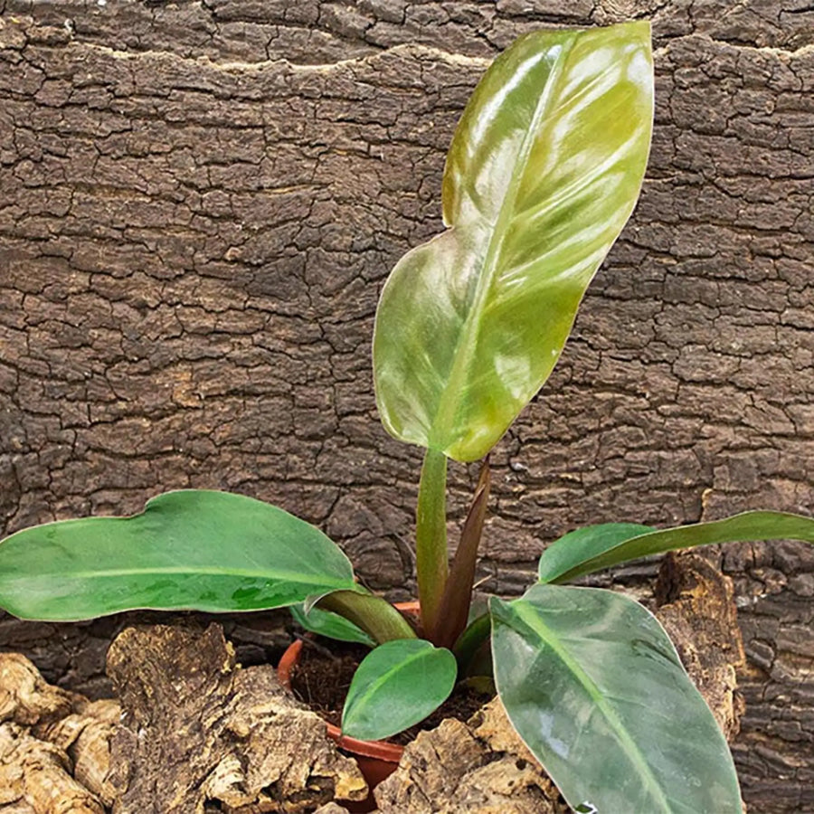Buy Philodendron 'Red' (Philodendron sp.) (PPL251) Online at £9.49 from Reptile Centre
