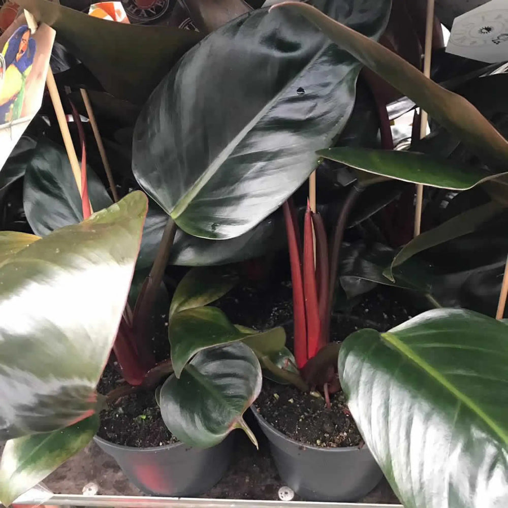 Buy Philodendron 'Red' (Philodendron sp.) (PPL251XL) Online at £18.99 from Reptile Centre