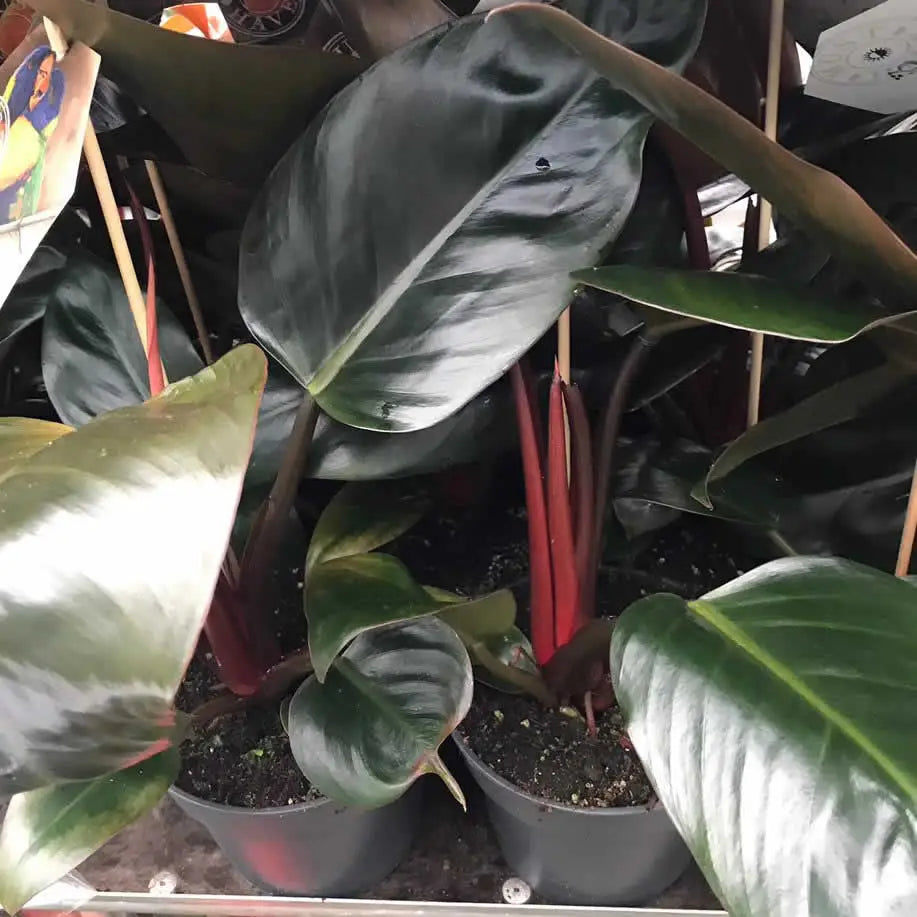 Buy Philodendron 'Red' (Philodendron sp.) online