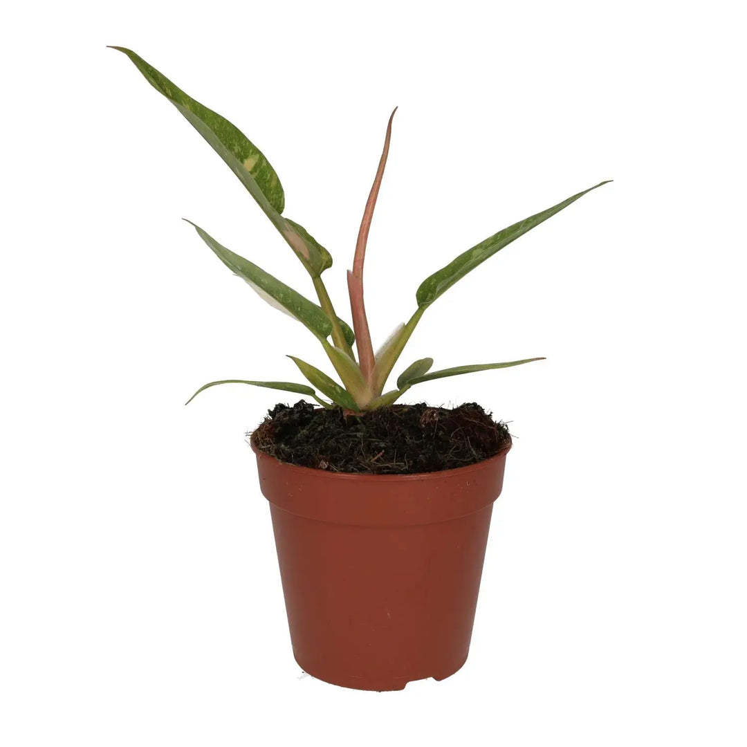 Buy Philodendron 'Ring of Fire' online