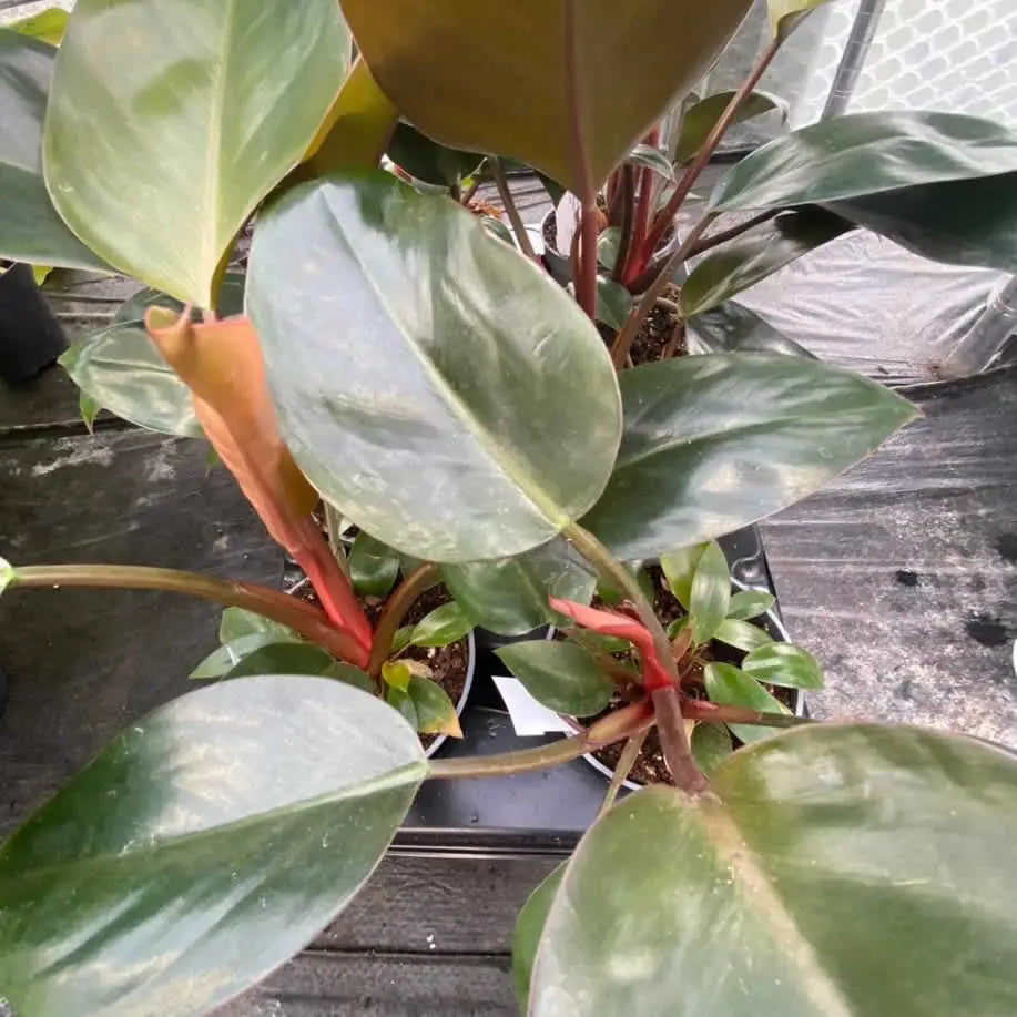 Buy Philodendron 'Rojo Congo' online