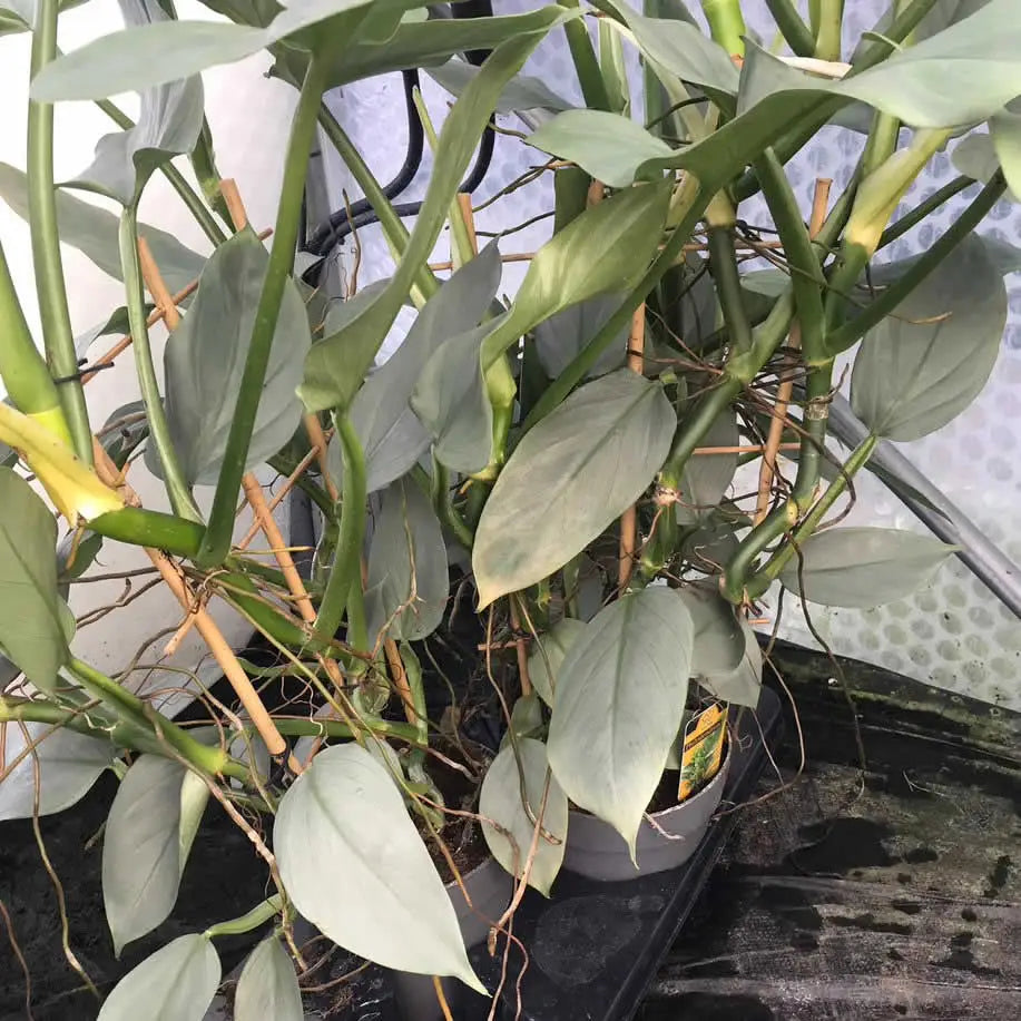 Buy Philodendron 'Silver Queen' online