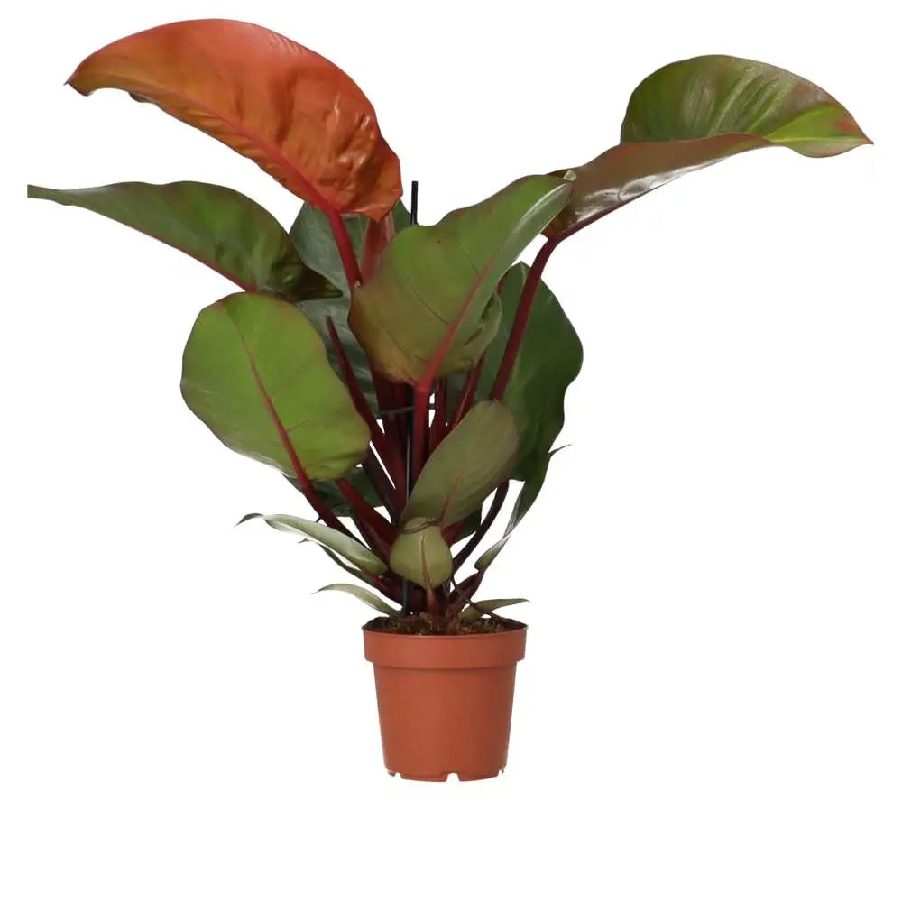Buy Philodendron 'Sunlight' online